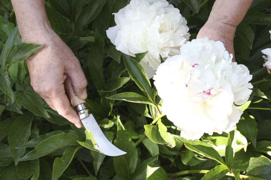 Cuchillo Opinel N°8 para podar