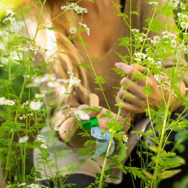 Cómo construir tu kit de herramientas de jardinería