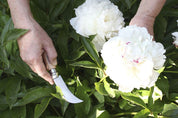 Cuchillo Opinel N°8 para podar