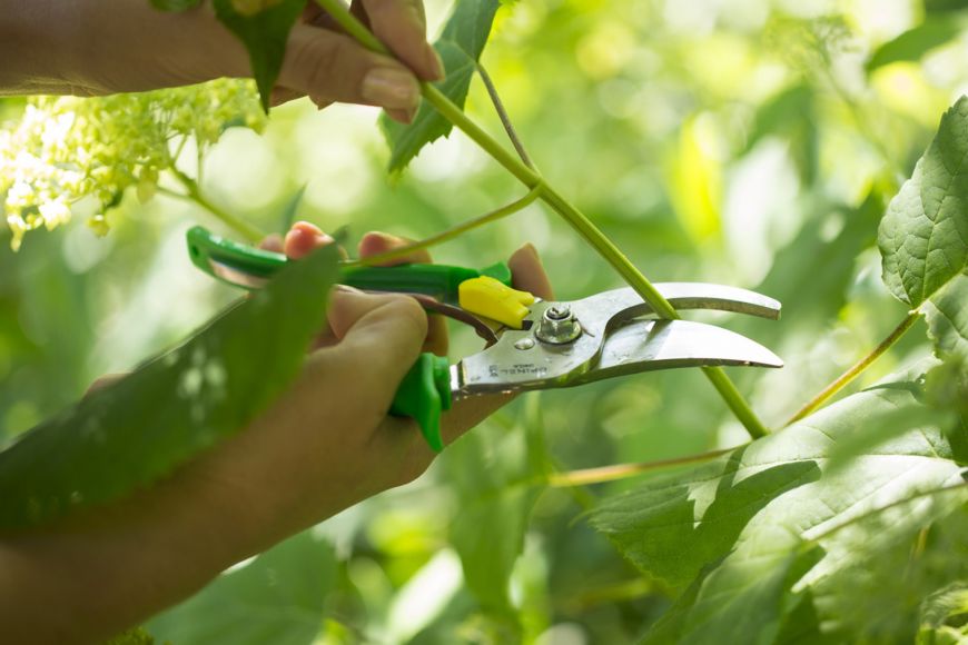 Tijeras Opinel para podar verde